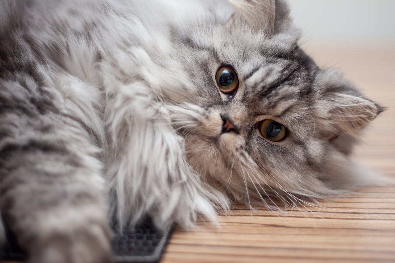 A cute kitty lying on the ground