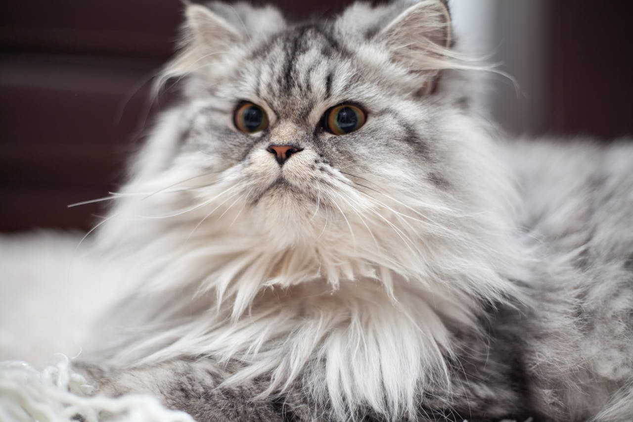 Persian cat